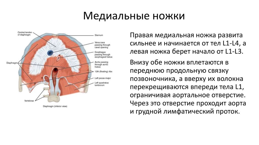 Диафрагма с правой стороны. Топография диафрагмы,ножки диафрагмы. Диафрагма топографическая анатомия медиальная ножка. Ножки диафрагмы медиальная латеральная. Левая ножка поясничной части диафрагмы.