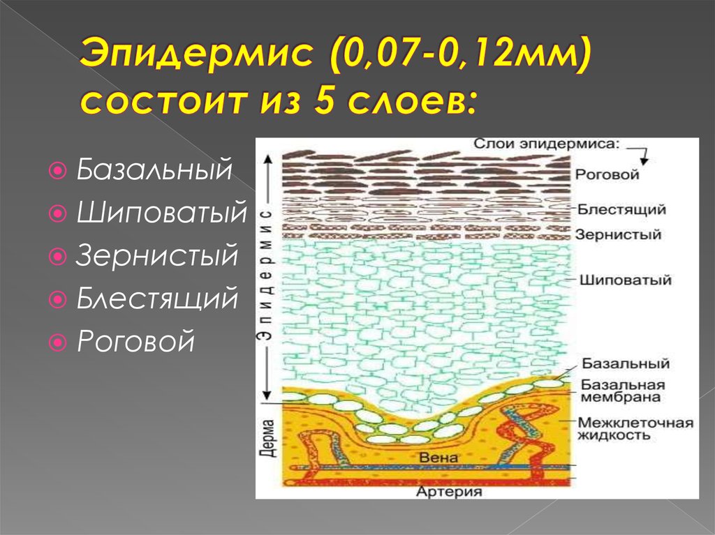 Слои эпидермиса