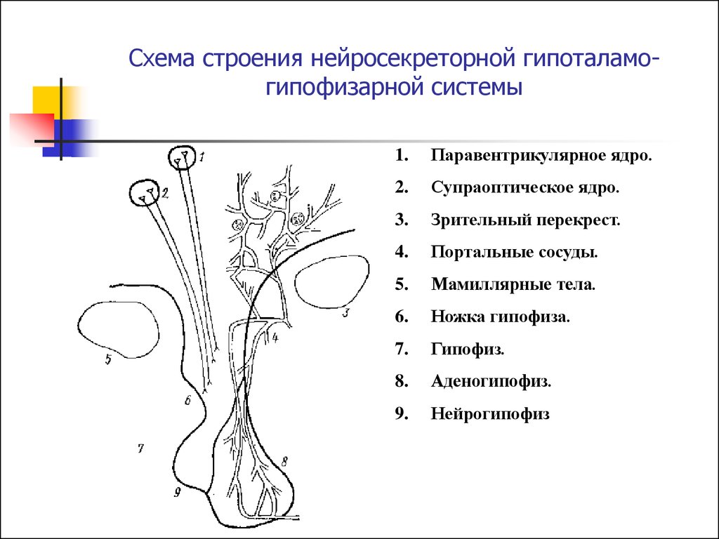 Схема связей в гипоталамо гипофизарной системе