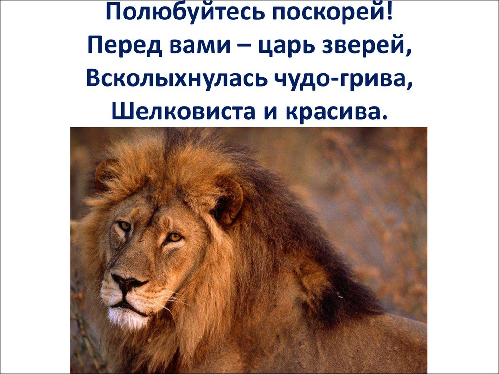 Загадка лев. Загадки про животных Лев. Львы обитатели жарких районов. Вес взрослого Льва самца. Рассказы о жарких стран львы.