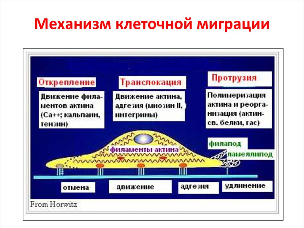 Примеры миграции клеток