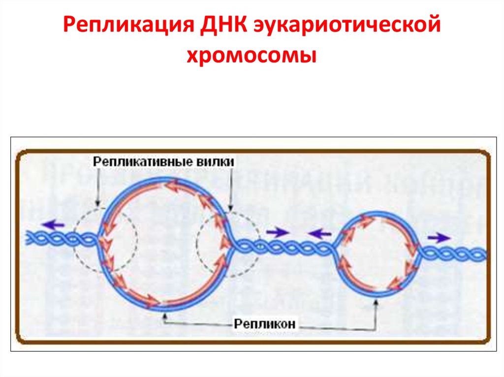 Репликация происходит в