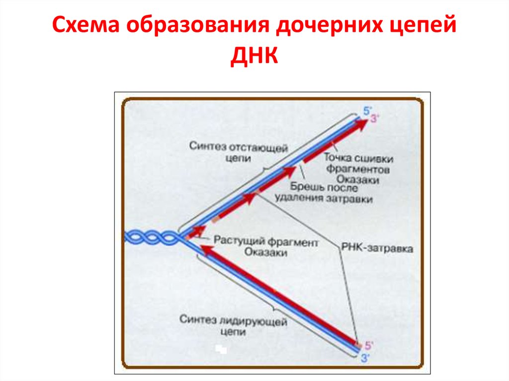 Дочерняя цепь днк. Бразования "дочерних" цепей ДНК В репликативной вилке.. Схема образования ДНК. Дочерняя цепь ДНК схема. Синтез отстающей цепи ДНК.