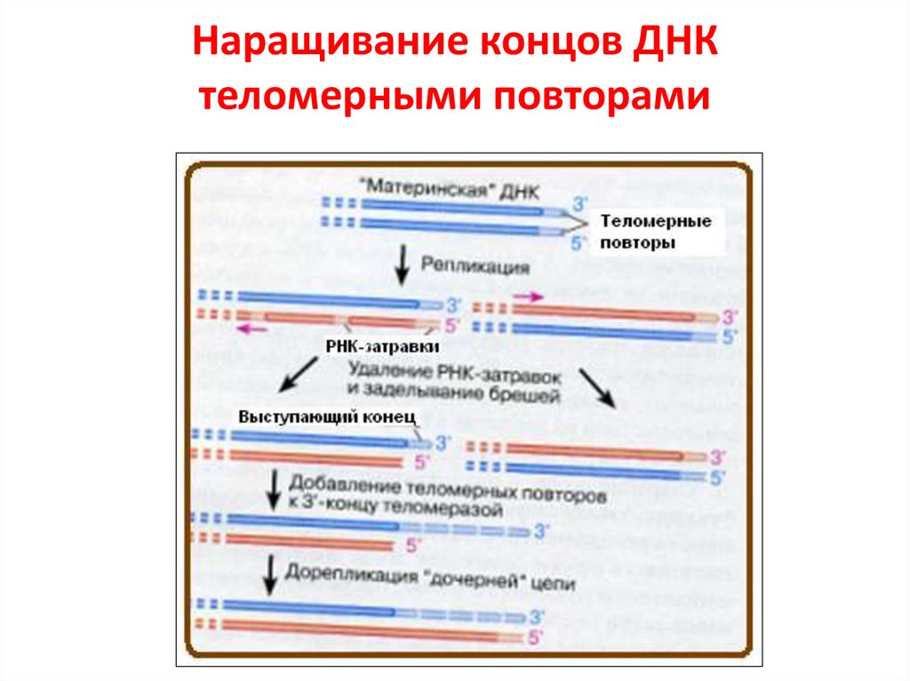 3 конец днк