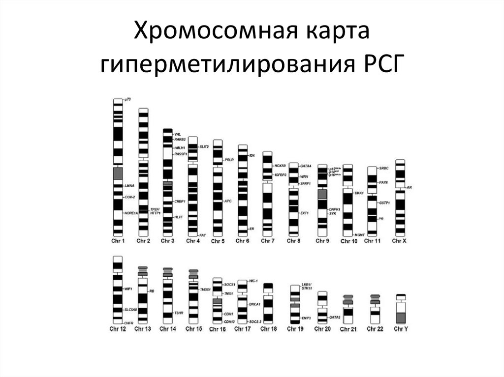 Хромосомная карта егэ