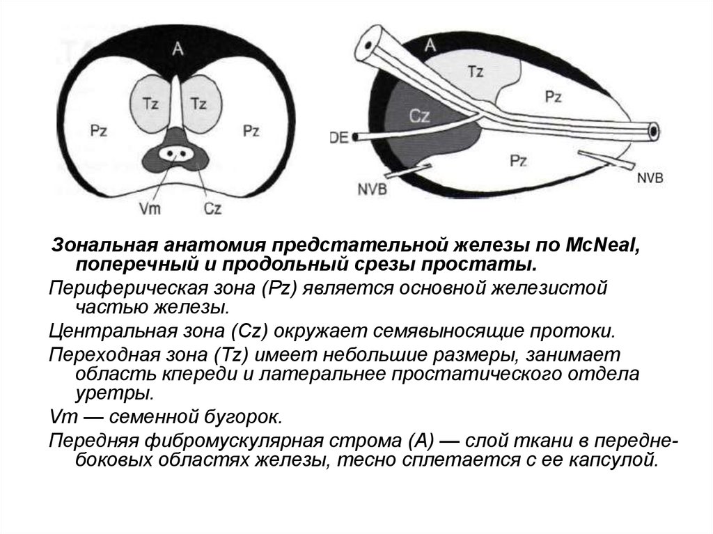 Схема узи предстательной железы