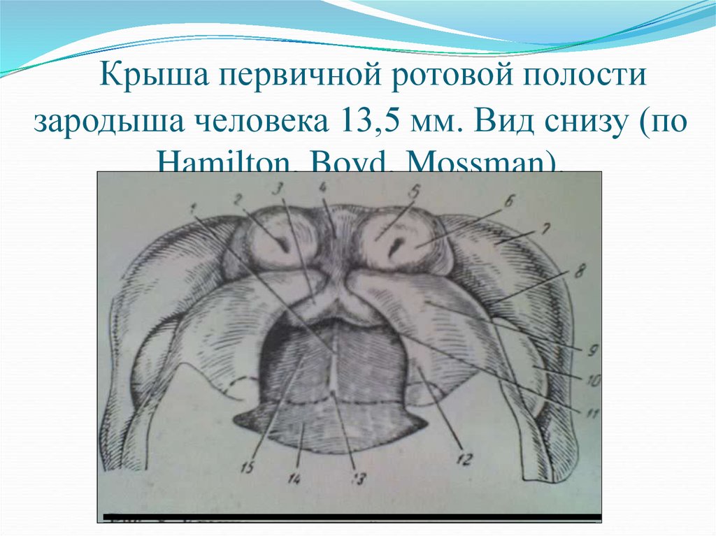 Крыша первичной ротовой полости зародыша человека 13,5 мм. Вид снизу (по Hamilton, Boyd, Mossman).