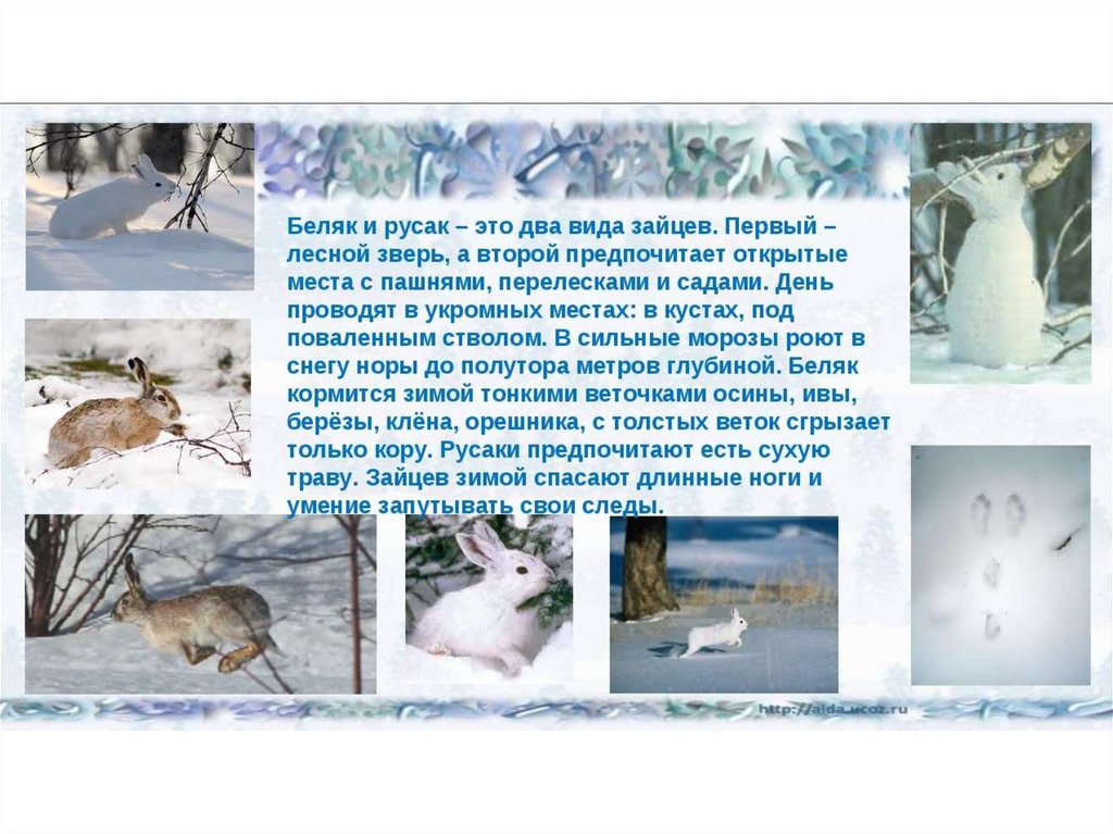 Изменения животных зимой 5 класс биология. Изменения в жизни животных зимой. Живые организмы зимой. Растения и животные зимой. Доклад про зимних животных.
