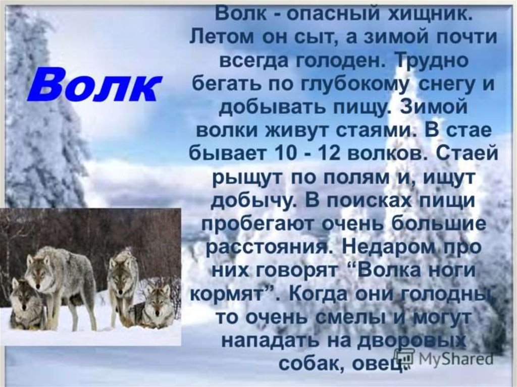 Сколько живет зима. Доклад про волка. Доклад про зимних животных. Волк зимой в лесу. Сообщение о животном зимой.
