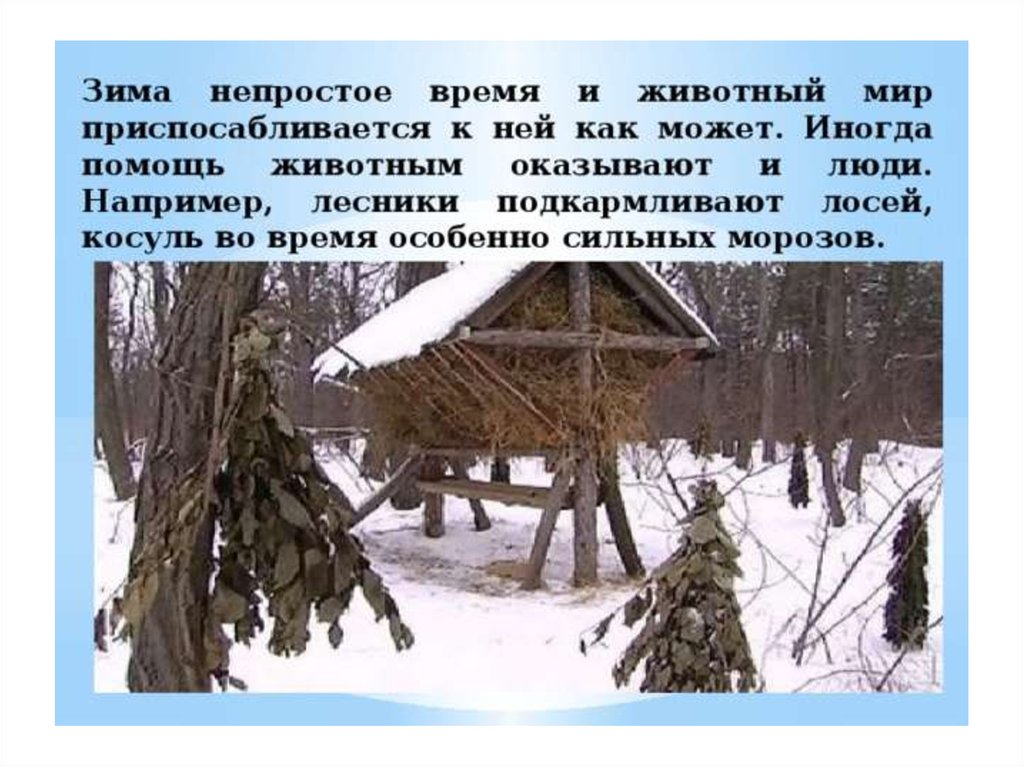 Как помочь животным в зимнее время 2. Как помочь животным зимой. Статья как помочь животным в зимнее время. Помочь животным зимой 2 класс. Как люди помогают животным зимой.