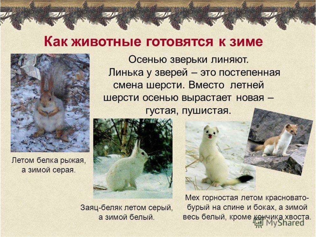 Текст 1 лес готовится к зиме. Как животные готовятся к зиме. Ка животные готовятся к зиме. Приспособление животных к зиме. Как звери готовятся к зиме.
