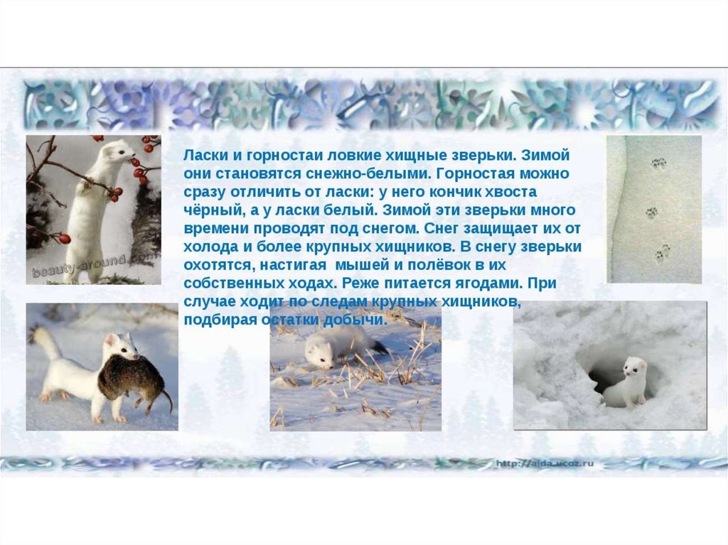Время года зима изменения в жизни животных. Доклад про зимних животных. Доклад о животных зимой. Как зимуют животные презентация. Зимняя жизнь птиц и зверей.