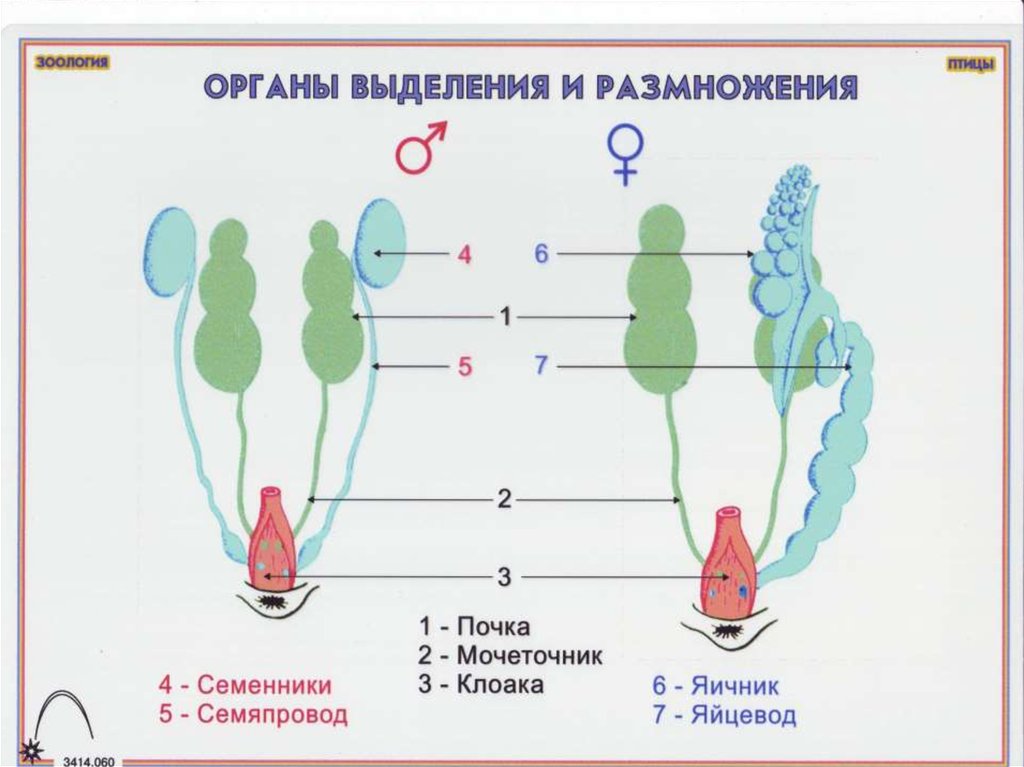 Схема органов выделения птиц