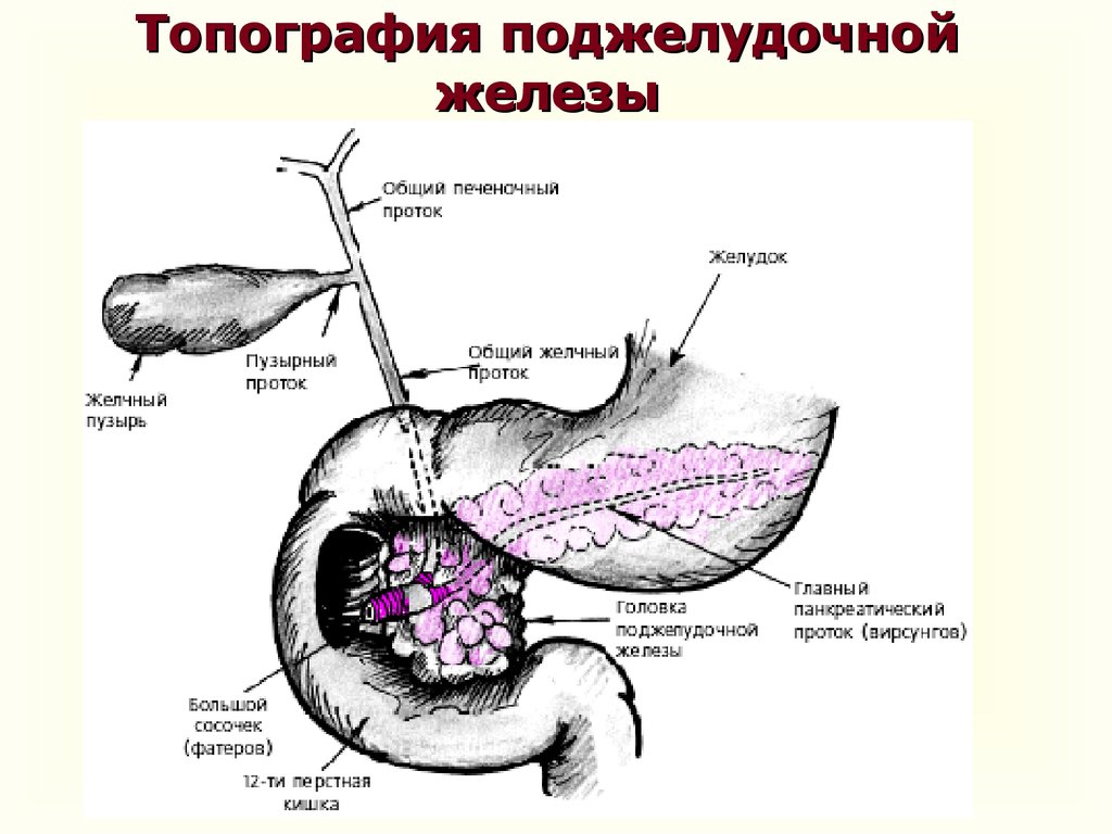 В двенадцатиперстную кишку открываются протоки печени. Топографическая анатомия поджелудочной железы. Синтопия поджелудочной железы анатомия. Поджелудочная железа топография строение. Эндокринная часть поджелудочной железы топография.