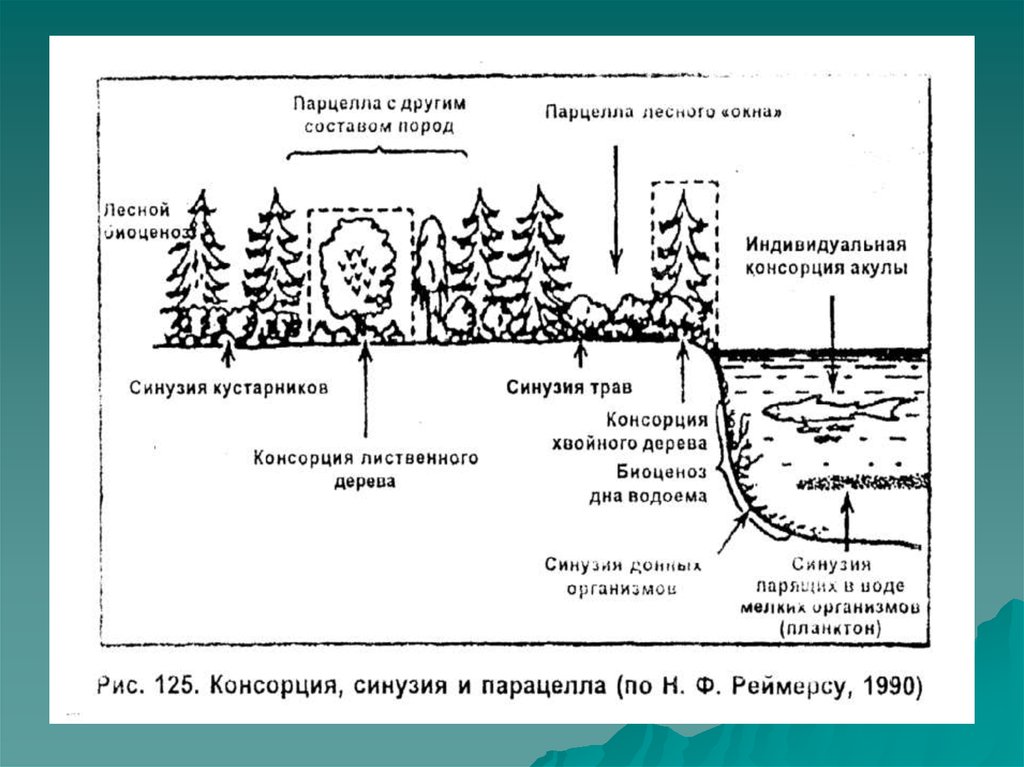 Структура биоценоза схема