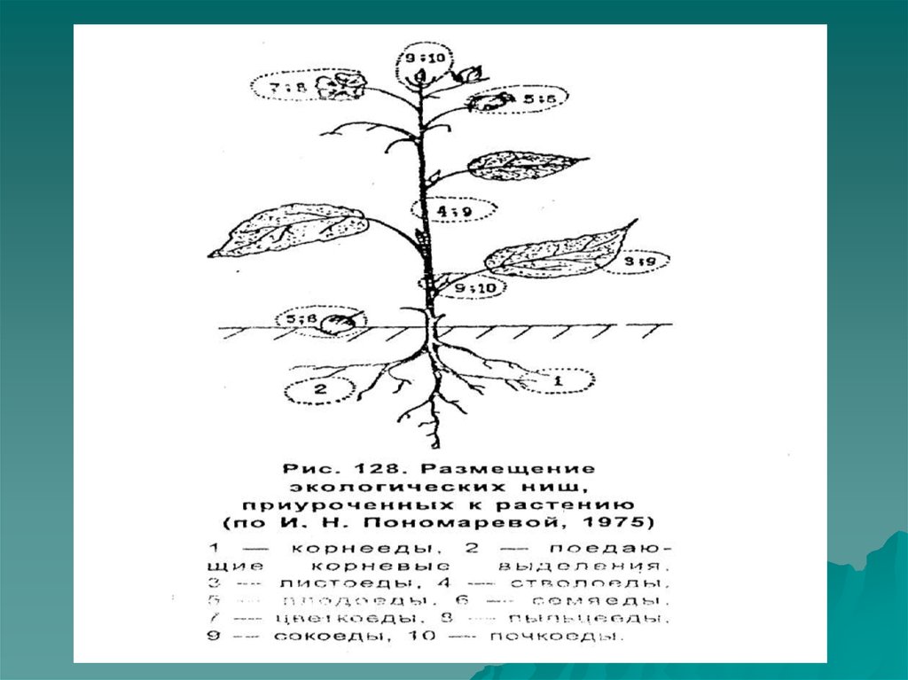 Биоценоз экологическая ниша. Экологическая ниша дуба. Экологическая ниша сосны обыкновенной. Экологическая ниша дуба обыкновенного. Экологическая ниша березы.