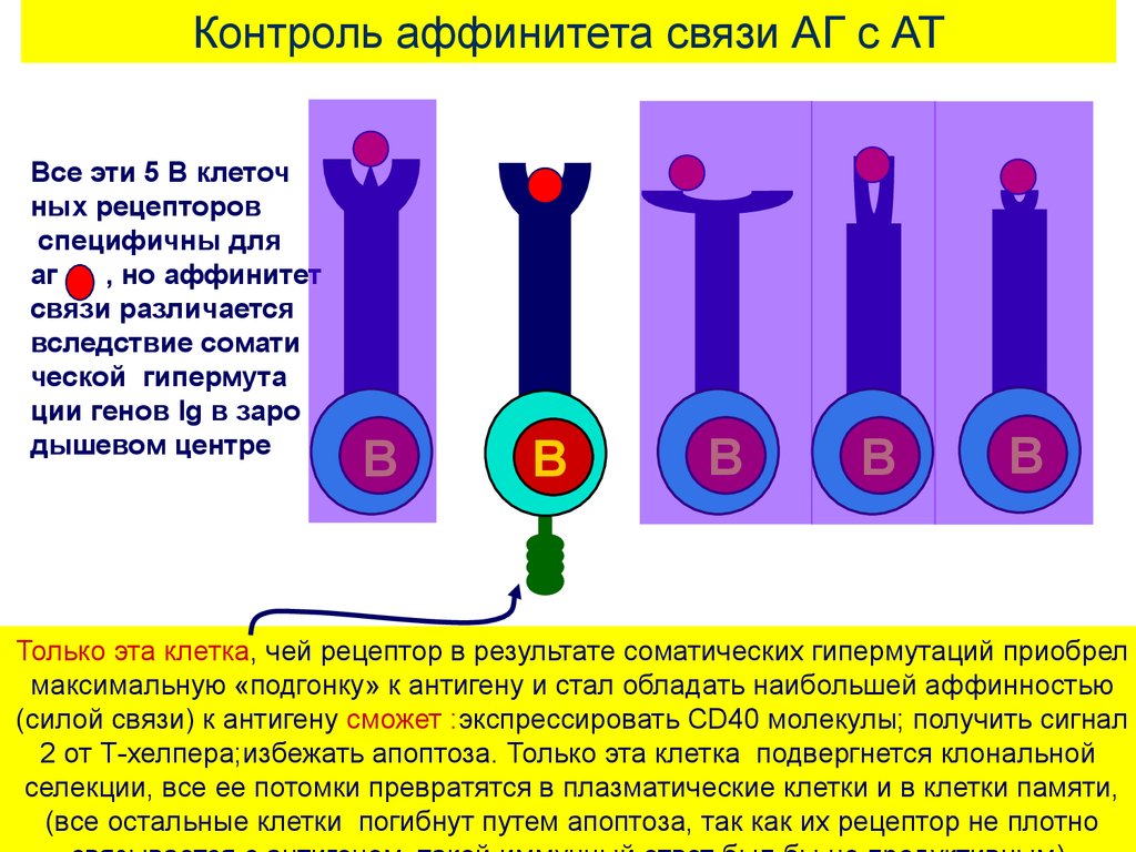 B клетки памяти где образуются