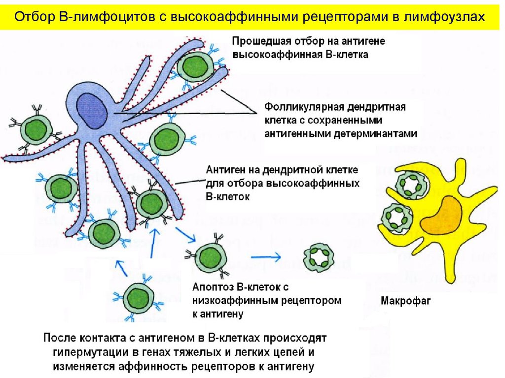 Развитие лимфоцитов. Схема циркуляции лимфоцитов в лимфатическом узле.. Клеточная иммунная реакция в лимфоузлах. Лимфоциты в лимфоузлах. Т лимфоциты в лимфатическом узле.
