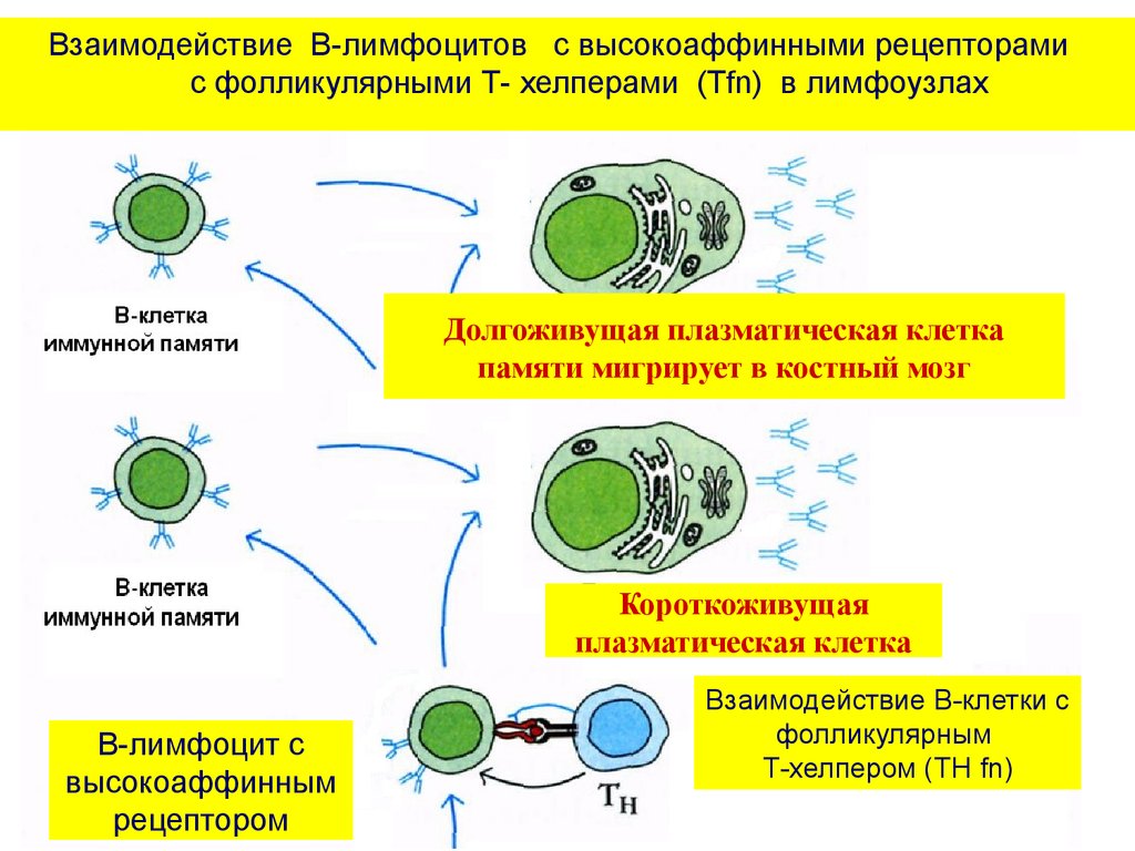 Лимфоциты какой иммунитет. Т клетки памяти иммунология. Т лимфоциты в иммунном ответе. Взаимодействие хелперов и лимфоцитов. Т лимфоциты т хелперы.