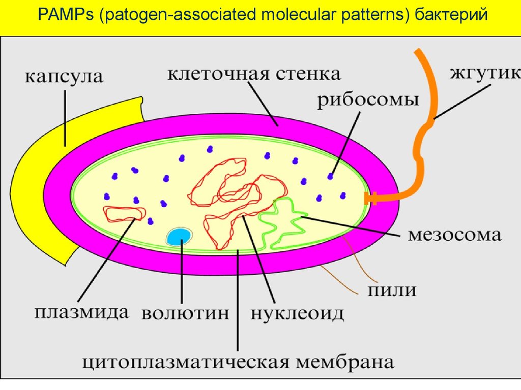 Капсула клетки