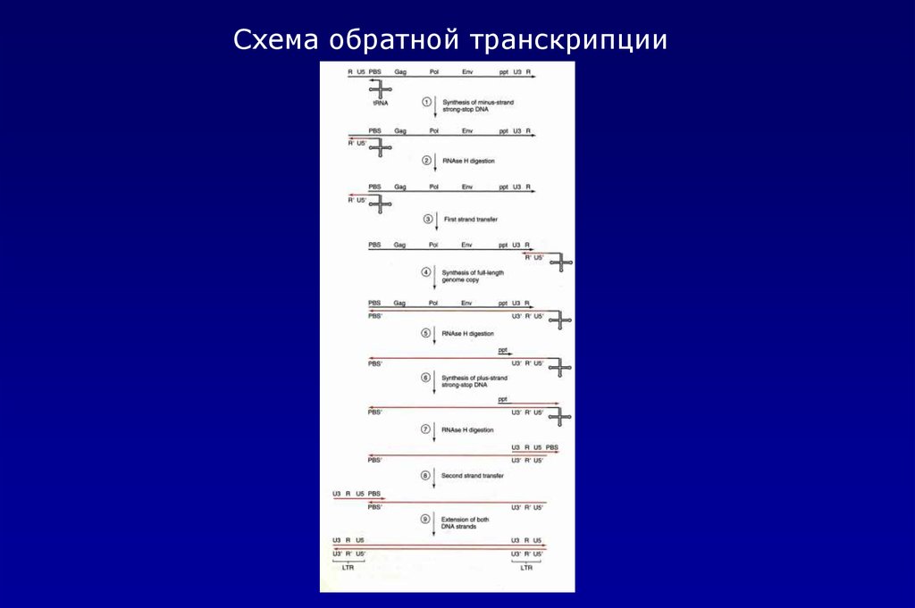 Схема обратной. Обратная транскрипция схема. Механизм обратной транскрипции. Этапы обратной транскрипции. Обратная транскрипция ферменты.