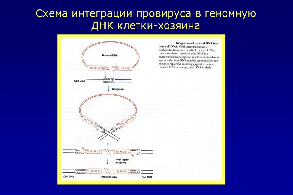 Каким номером на рисунке обозначена вирусная днк если на схеме изображен цикл ретровируса