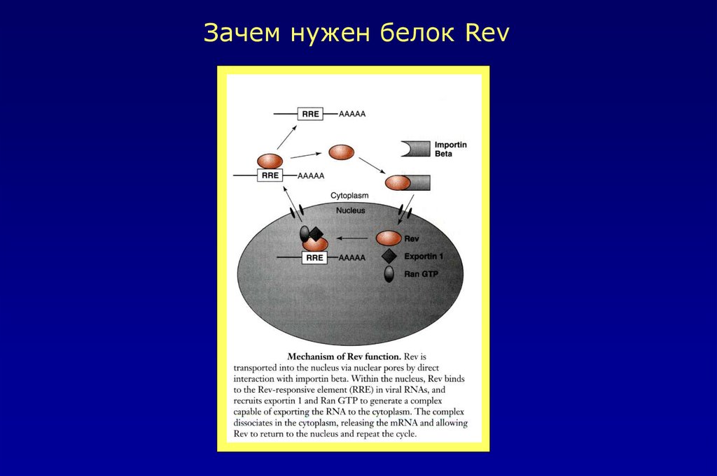 Для чего нужен белок. Зачем нужны белки. Почему нужен белок. Почему нам нужны белки. Почему нужны белки.