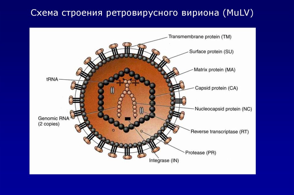 Вирион. Вирион ретровирусов. Строение ретровирусов. Структура вириона ретровируса. Ретровирусы строение микробиология.