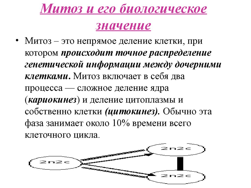 Биологический смысл митоза. Биологическое значение митоза схема. Митоз-биологическая сущность фазы митоза. Митоз: определение, фазы, биологическое значение.. Митоз и его биологическое значение.