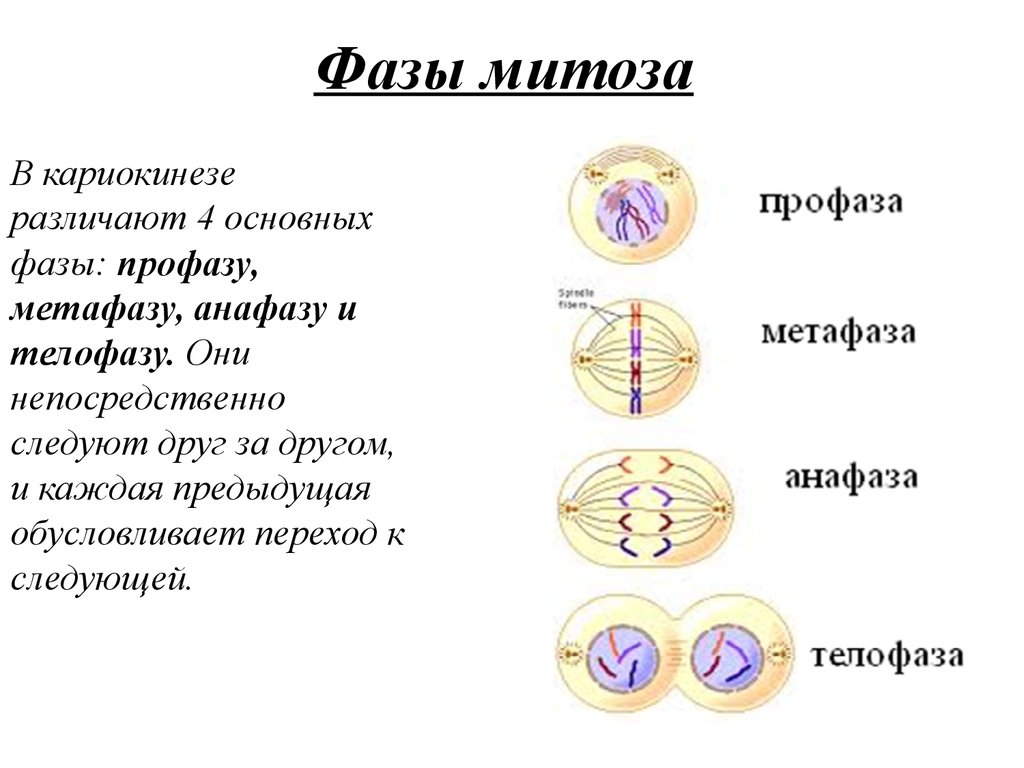 Хромосомы двухроматидные в какой фазе мейоза. Процесс деления клетки. Митоз рисунок. Этапы профазы митоза. Стадии деления клетки митоз. Митоз краткая характеристика стадий.