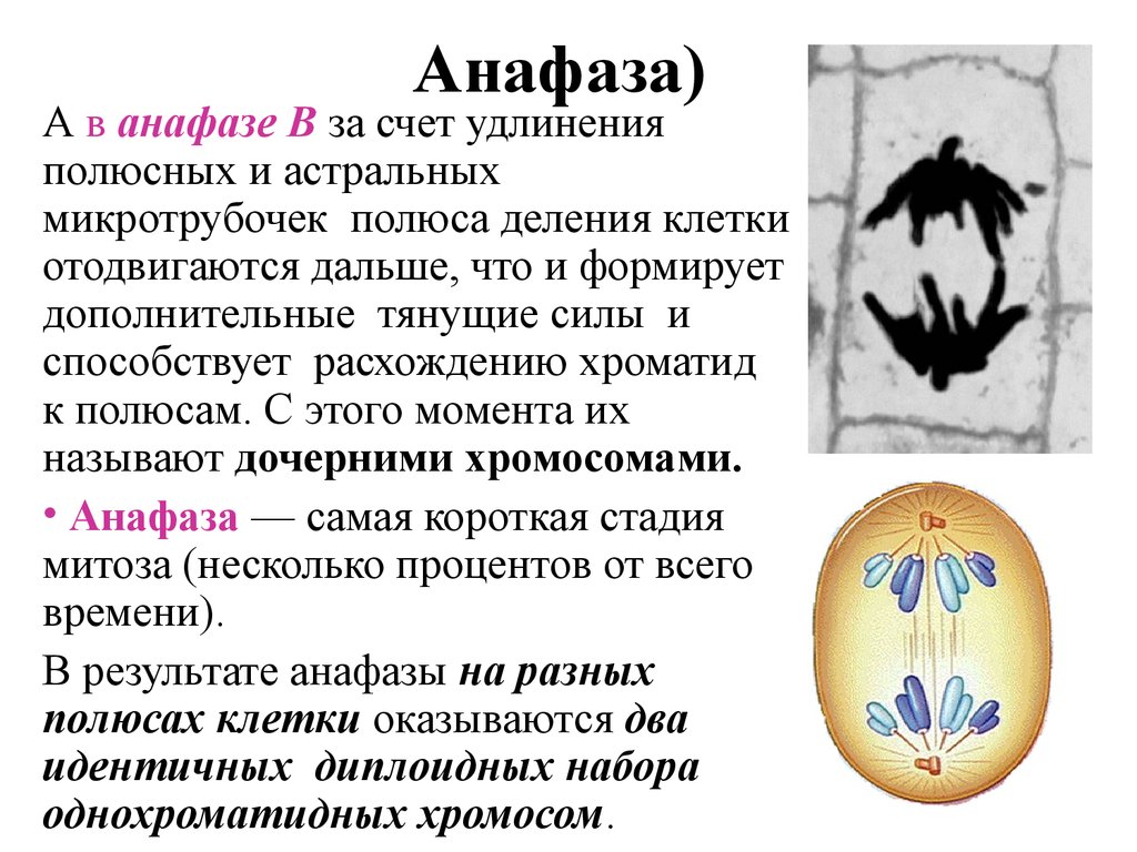 Стадия анафазы. Анафаза митоза. Анафаза схема. Деление клетки анафаза. Анафаза это кратко.