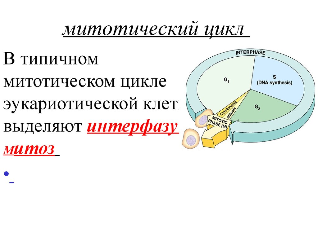 Жизненный цикл клетки. Митотический цикл клетки характеристика периодов. Митотический цикл клетки схема. Периоды митотического цикла клетки. Жизненный и митотический цикл.