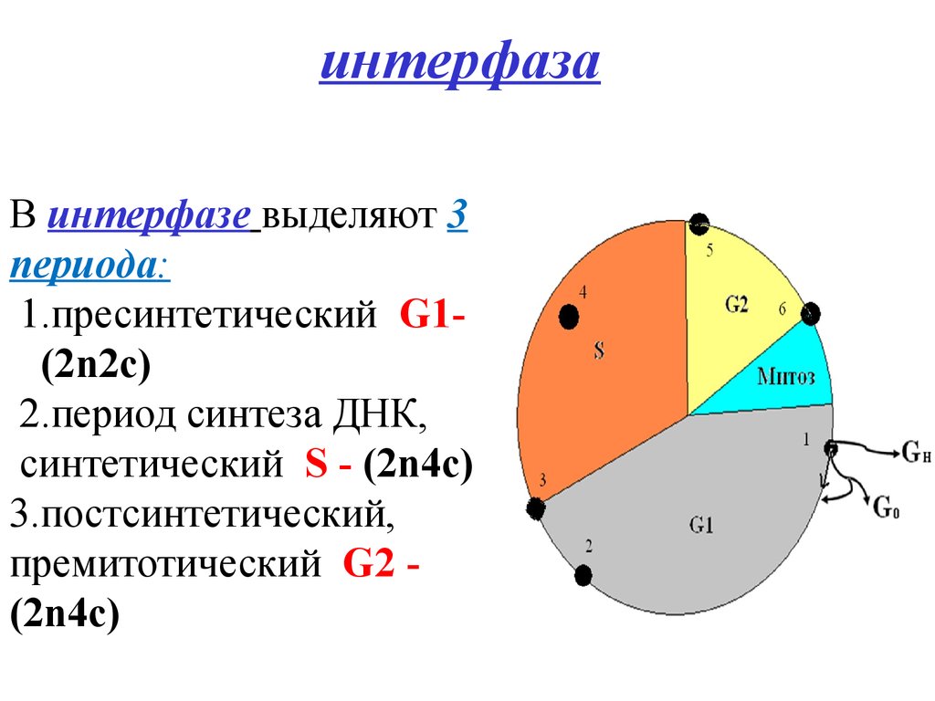 1 2 n 2 c. Стадии жизненного цикла интерфаза. G1 пресинтетический период синтетический s. Периоды интерфазы схема. Схема стадии интерфазы пресинтетический.