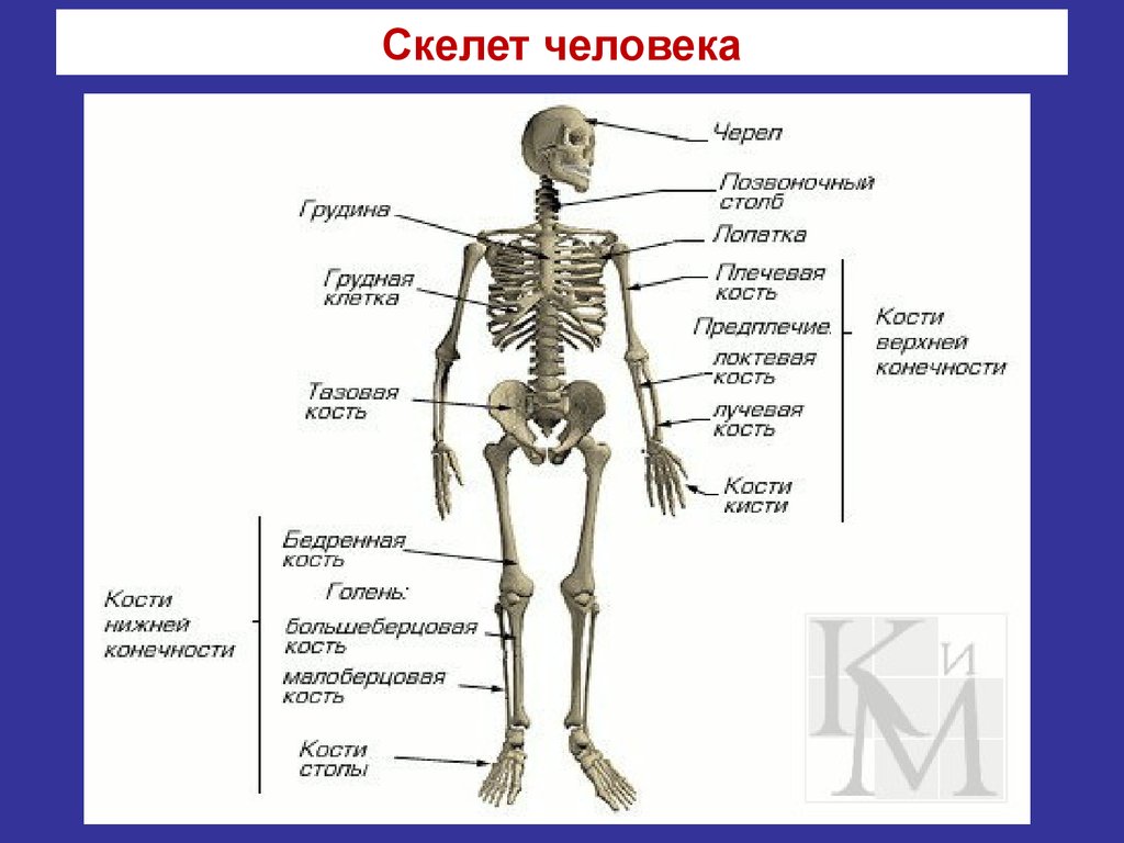 Сколько отделов скелета. Система костей человека скелет. Костная система человека схема. Строение скелета биология. Отдел скелета название костей.