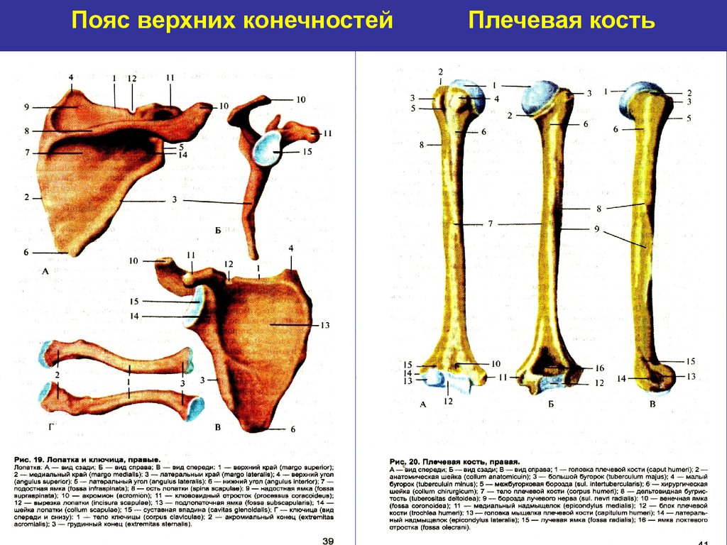 5 кость пояса верхних конечностей. Строение пояса верхней конечности анатомия плечевая кость. Пояс верхних конечностей плечевая кость. Верхний пояс конечностей человека плечевая кость. Пояс вернхей конечностей.