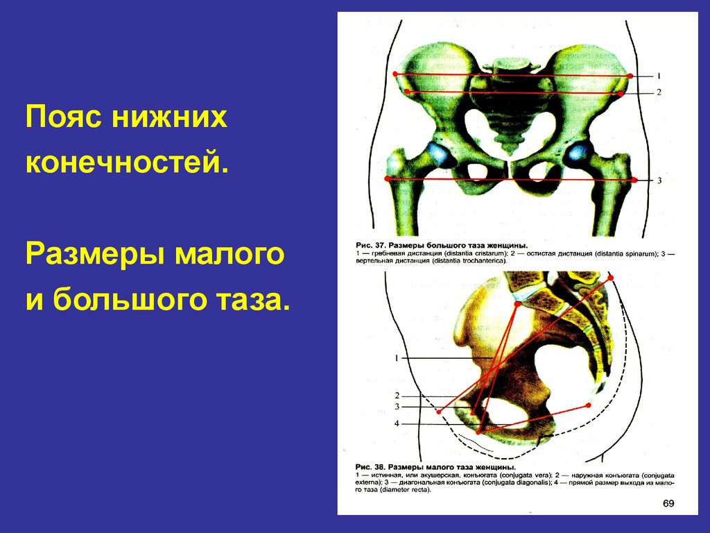 Большой таз. Большой и малый таз. Границы большого и малого таза. Размеры большого таза. Большой таз и малый таз.