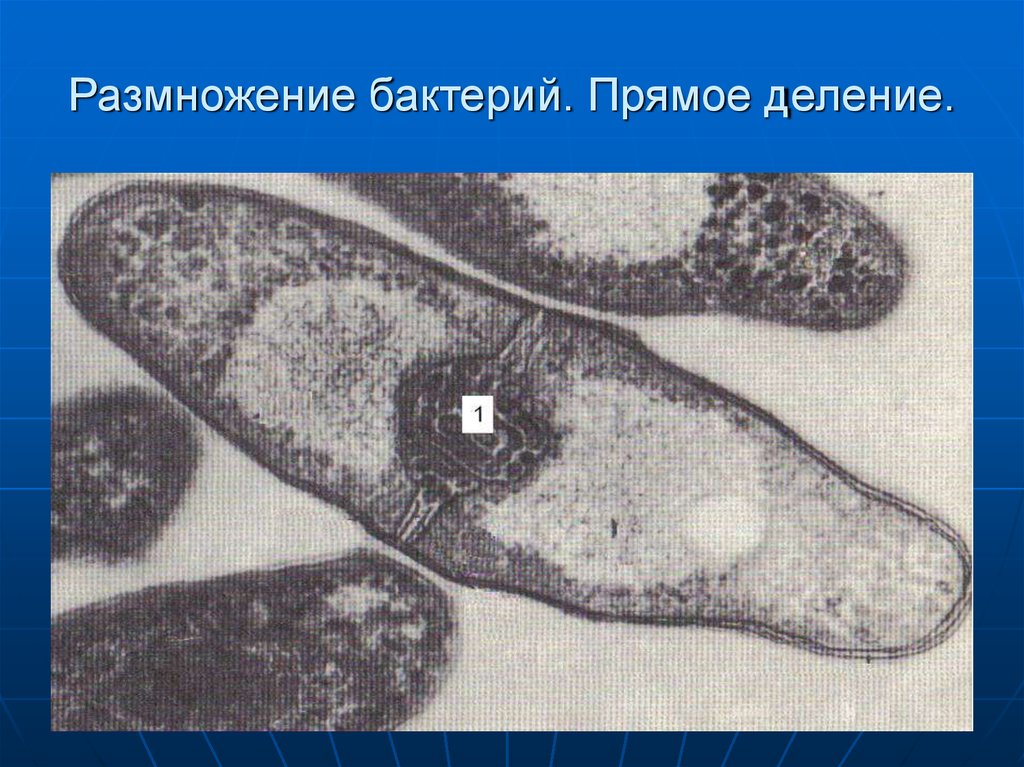 Прямое деление. Прямое деление бактерий. Размножение бактерий фото. Микроорганизмы не размножаются в. Процессы жизнедеятельности бактерий.