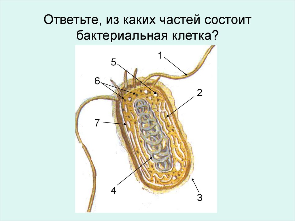 Клетка состоит из частей. Строение бактериальной клетки 6 класс биология. Строение бактериальной клетки 5 класс биология. Модель бактериальной клетки 6 класс биология. Бактериальная клетка строение 6.