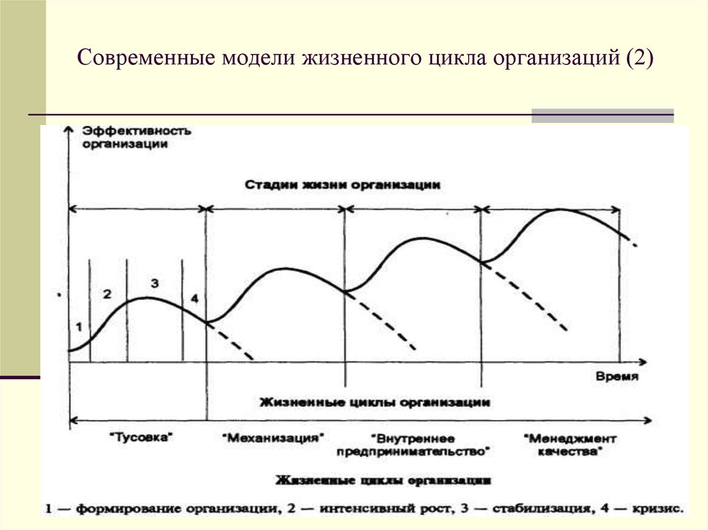 Определите особенности жизненного цикла