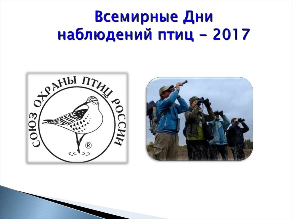 Наблюдение за птицами. Всемирные дни наблюдения птиц. День наблюдения птиц. Международные дни наблюдения птиц. Международный день наблюдения за птицами.