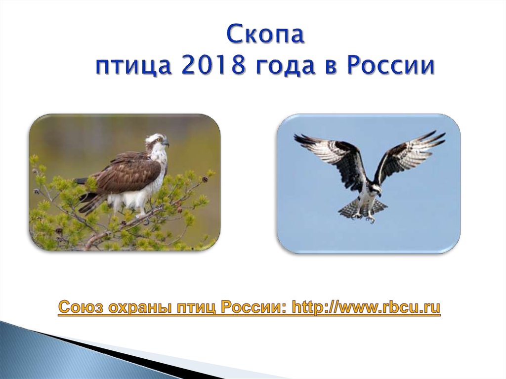 Скопа птица 2018 года в России