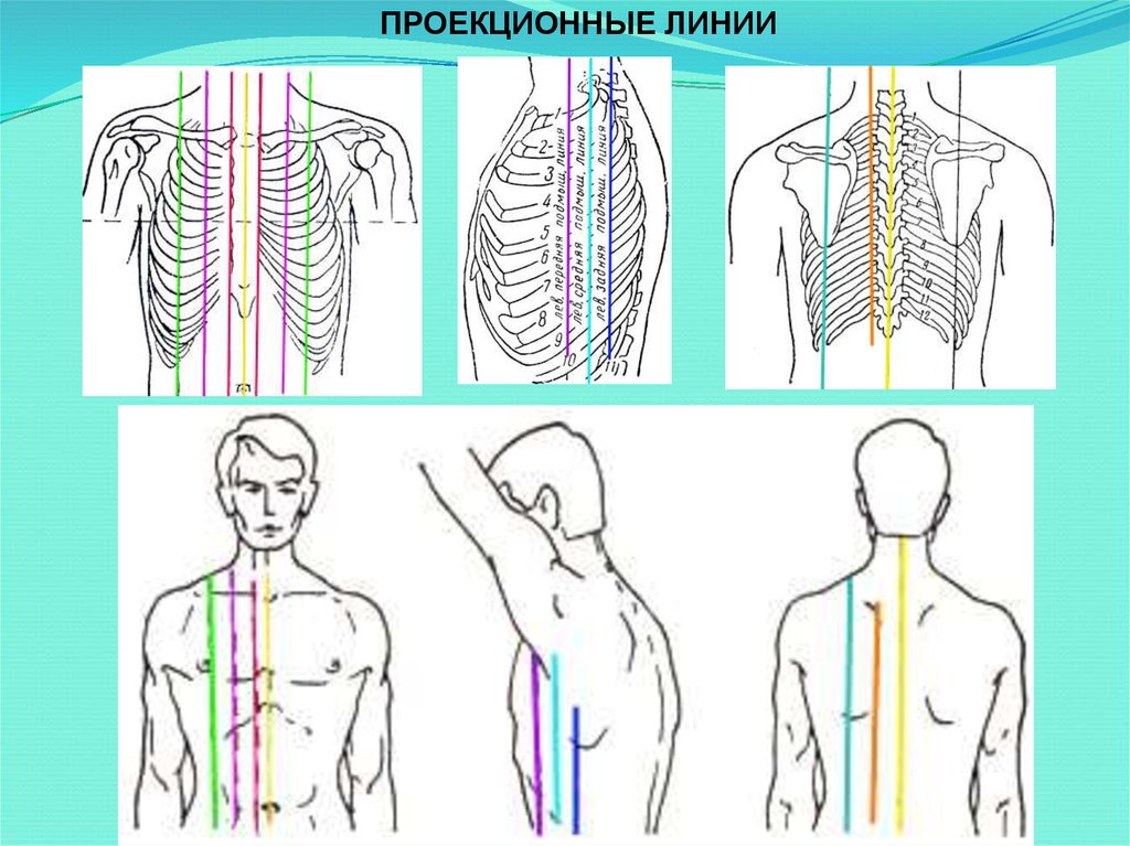 Условные линии поверхности. Проекционные линии. Проекционные линии человека. Топографические линии человека. Анатомические линии тела.