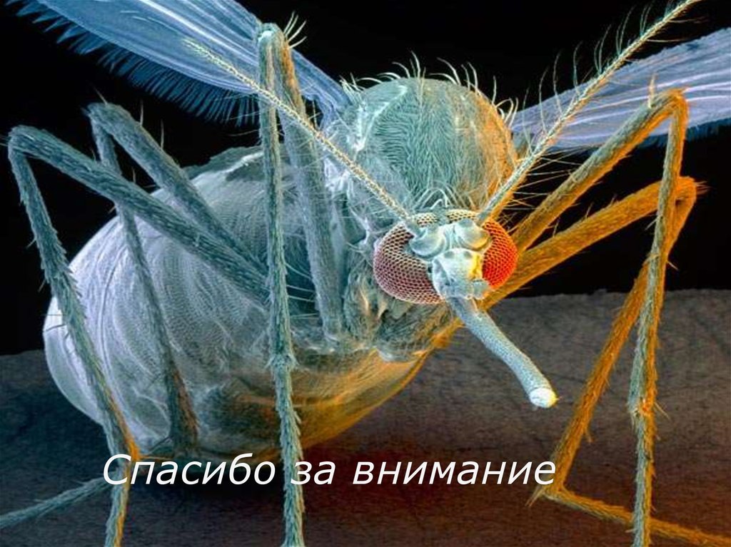 Спасибо за внимание