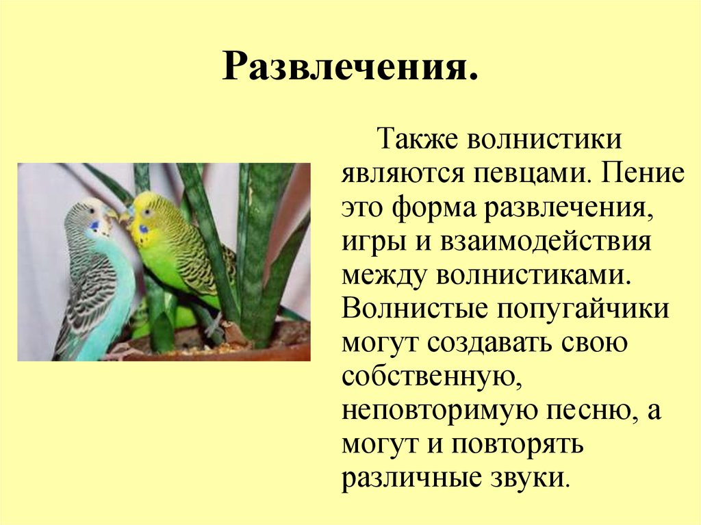 Что понимают попугаи. Факты о волнистых попугайчиках. Факты о волнистых попугаях кратко. Интересные факты о попугаях. Интересные попугаи.