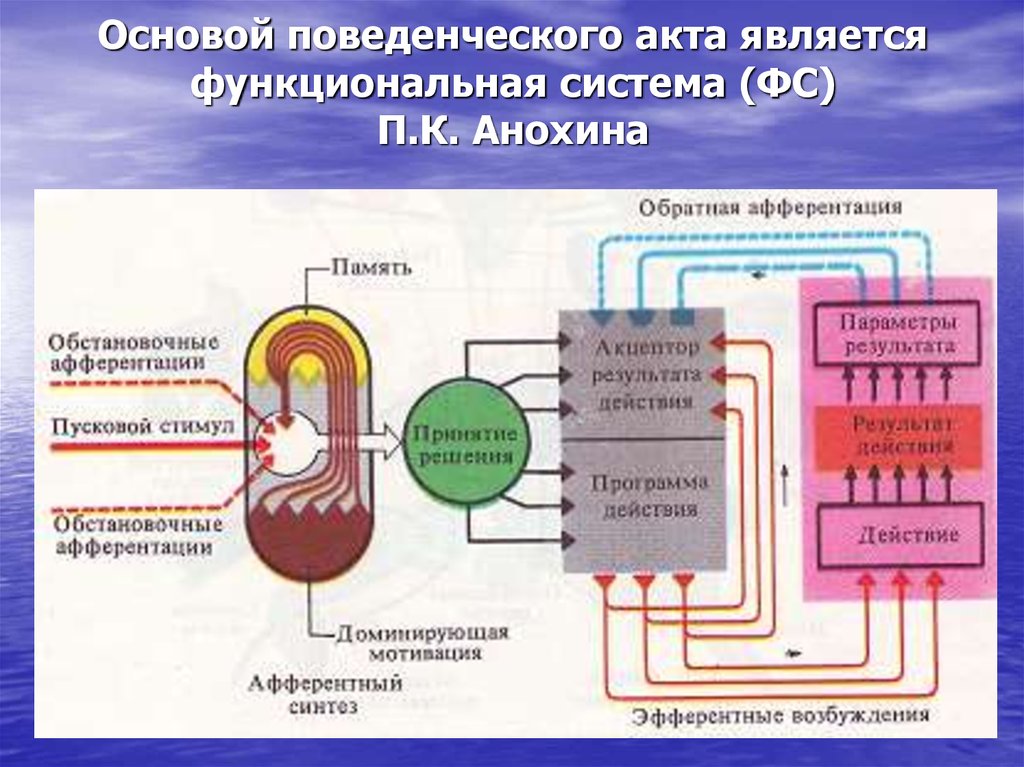 Общая схема функциональной системы регуляции физиологических констант организма по п к анохину