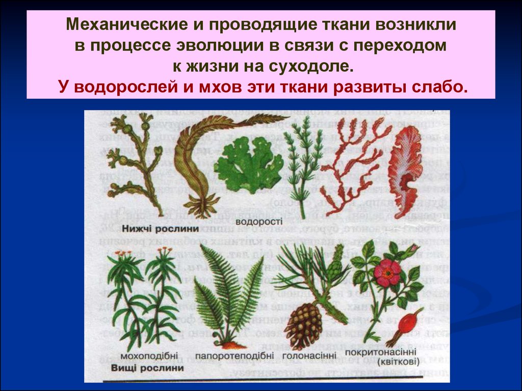 В процессе эволюции появилась. Ткани мхов. Механические ткани мхов. Механические ткани водорослей. Проводящие ткани мхов.