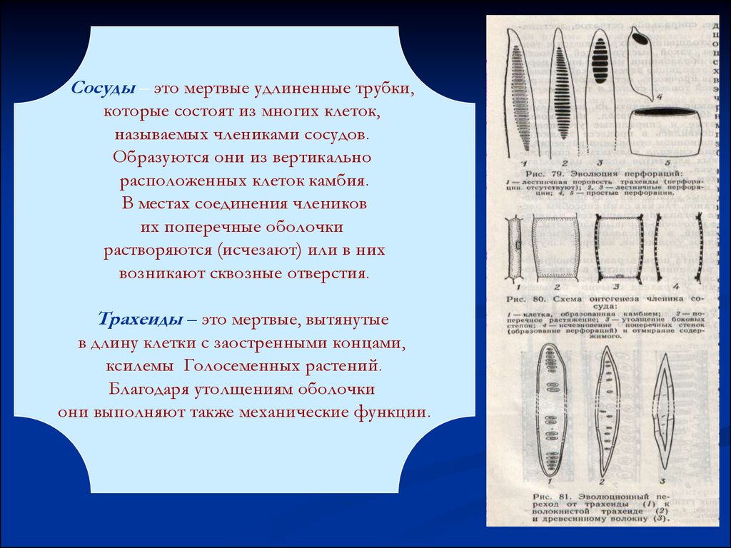 Состоят из члеников. Членик сосуда. Клетки с заостренными концами. Мертвые прозенхимные клетки с заостренными концами. Клетки ткани вытянуты в длину.