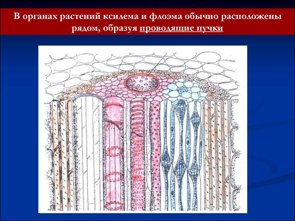 Проводящей клеткой флоэмы является. Склеренхима Ксилема флоэма. Проводящая ткань растений Ксилема и флоэма. Ткани растений Ксилема флоэма. Ткань корня флоэма.