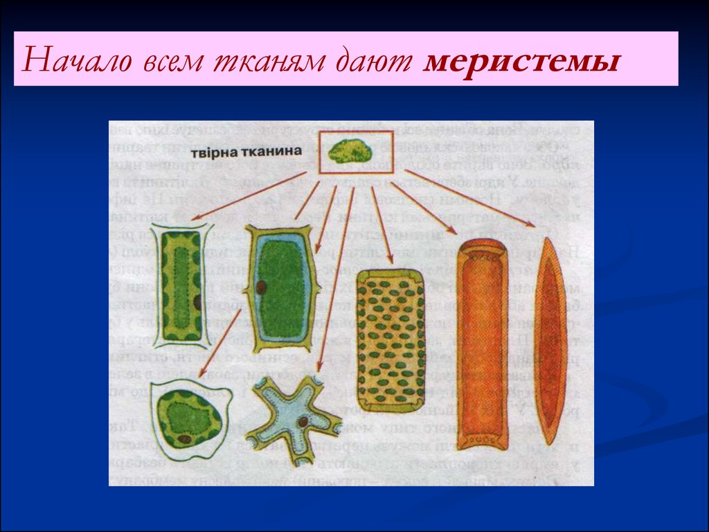 Ткани растений проводящая образовательная механическая