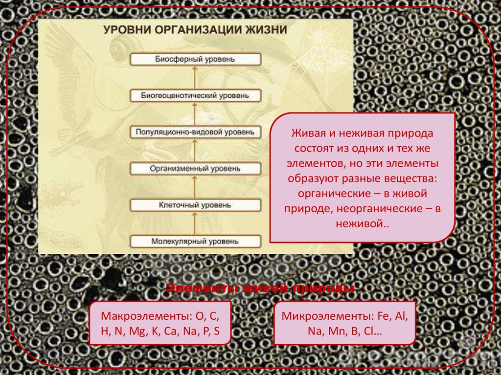 Химическая организация природы. Химическая организация живой природы. Единство химической организации живых организмов. Химическая организация живой и неживой природы. Химическая организация природы презентация.